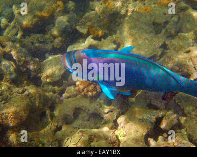 Perroquet à lunettes ( Chlorurus perspicillatus ), Hanauma Bay Nature Preserve, Oahu, Hawaii, USA - underwater Banque D'Images