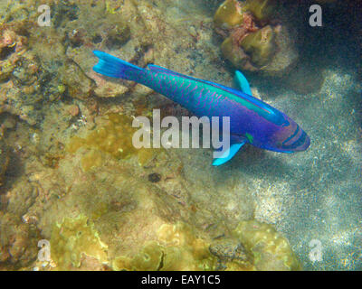 Perroquet à lunettes ( Chlorurus perspicillatus ), Hanauma Bay Nature Preserve, Oahu, Hawaii, USA - underwater Banque D'Images