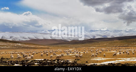 Moutons sur le plateau tibétain, province de Qinghai, Chine Banque D'Images