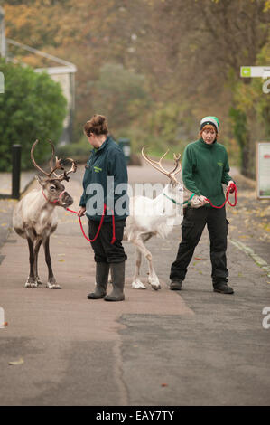 Les rennes et les détenteurs sur ZSL, le Zoo de Londres, Regent's Park Banque D'Images