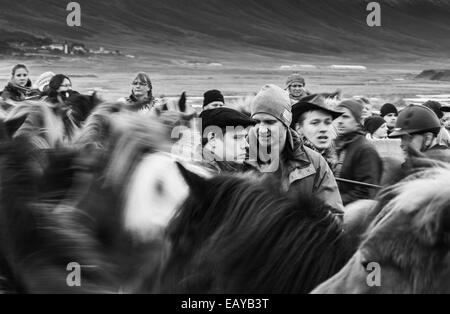 L'homme ivre au milieu de l'Iceland horse roundup B&W Banque D'Images