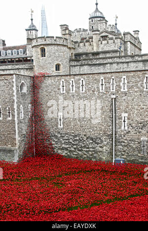 Coquelicots à la Tour Banque D'Images