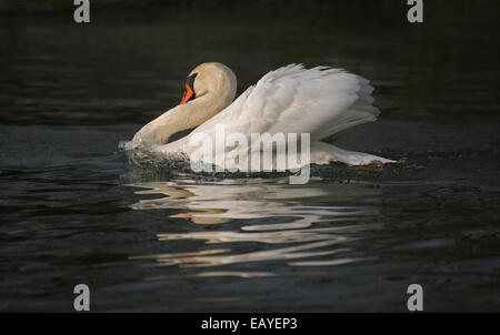 Famille de cygnes dans le genre d'Anatidae Cygnus. Banque D'Images