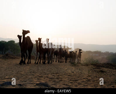 Les chameaux, désert, animaux de trait, camélidés, lait, Pushkar, Rajasthan, Inde. Banque D'Images