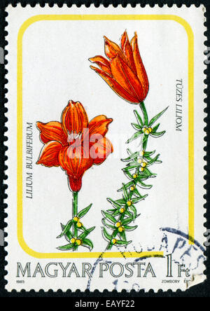 Hongrie - circa 1985 : timbre imprimé en Hongrie, montre lilium bulbiferum, vers 1985. Banque D'Images