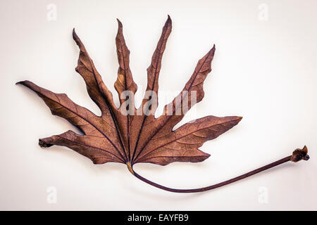 Feuille sèche d'un Fatsia japonica Banque D'Images