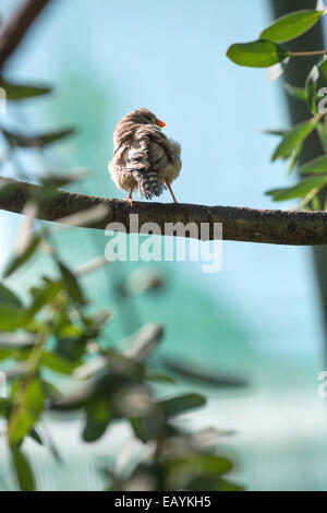 Un petit oiseau penche à gauche tout en se tenant sur une branche d'arbre Banque D'Images