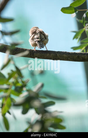 Un petit oiseau penche à gauche tout en se tenant sur une branche d'arbre Banque D'Images