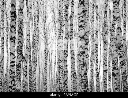 Les troncs des arbres d'hiver bouleau noir et blanc Banque D'Images