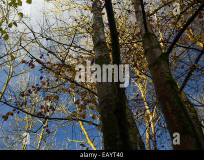 Soleil clair brillant à travers les grands arbres et les feuilles d'automne d'une lumière dorée dans le Priory Groves, Brecon Banque D'Images