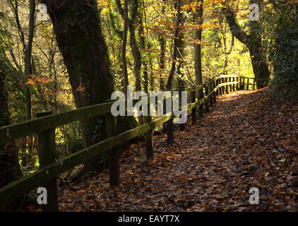 Grand soleil qui brillait à travers les arbres et un chemin forestiers, lumière dorée, les ombres et les feuilles tombées, dans le Prieuré Groves, Brecon Banque D'Images