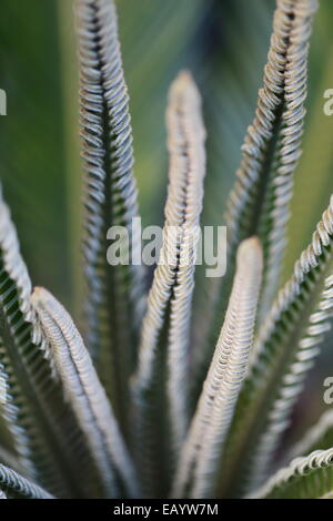 Gros plan d'une nouvelle vague de Cycas revoluta quitte Banque D'Images