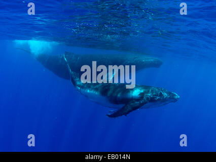 (Megaptera novaeangliae) Baleine à bosse avec son petit sur son côté droit. La cub imite les mouvements de la mère. Oc du pacifique Banque D'Images