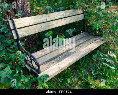 Vieux banc en bois, envahi par les plantes, USA Banque D'Images