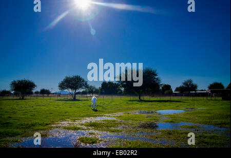 Un seul cheval blanc broute de l'herbe dans un champ près de Grassy aqueux d'équitation. Banque D'Images