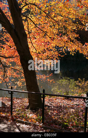 Tourner les feuilles de couleur en automne dans Central Park, New York City. Banque D'Images