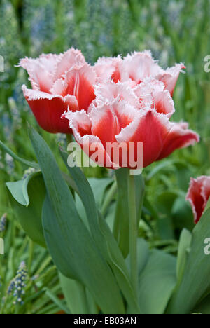 Tulipes frangées - TULIPA 'CANASTA' Banque D'Images