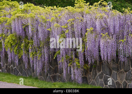 Glycine - Wisteria floribunda japonais Banque D'Images