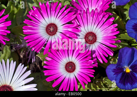 Fleurs rose et blanc mesambryanthemum complètement ouvert en plein soleil d'été dans le jardin intérieur, les Highlands écossais Scotland UK Banque D'Images