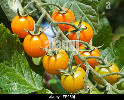 Close up of orange Sungold truss de mûrissement des tomates cerises sur la vigne au soleil d'été dans le jardin intérieur, Cumbria England Banque D'Images