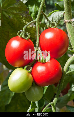 Close up of truss de rouge les tomates Roma le mûrissement sur la vigne en été, soleil, Cumbria, Angleterre, Royaume-Uni Banque D'Images