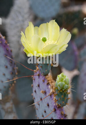 La figue violette-POIRE - OPUNTIA SANTA-RITA Banque D'Images