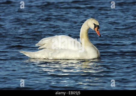 Cygne tuberculé - Cygnus olor Banque D'Images