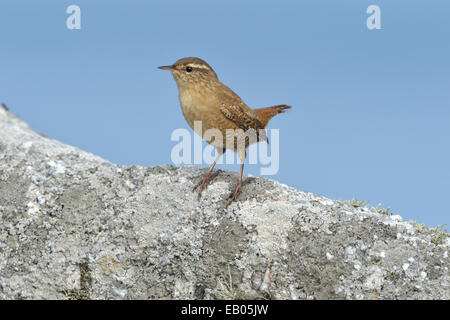 Le Troglodyte mignon - Troglodytes troglodytes Banque D'Images
