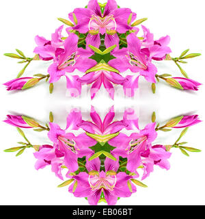 Belle fleur rose, Bauhinia purpurea, isolé sur fond blanc Banque D'Images