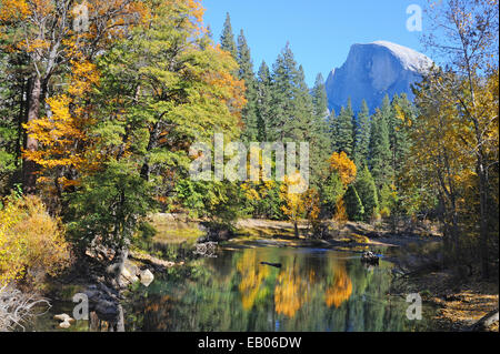 Pins et feuillage d'automne Demi Dôme surround et de refléter dans la Merced River dans la vallée de Yosemite National Park. Banque D'Images