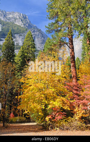 Pins et feuillage d'automne une montagne en granit bâti vallée de Yosemite National Park. Banque D'Images