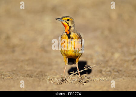 Un longclaw Cape colorée (Macronyx capensis), Afrique du Sud Banque D'Images