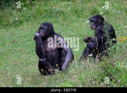 Deux hommes matures les bonobos ou les chimpanzés pygmées (pan paniscus) dans un cadre naturel Banque D'Images