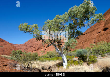 White Gum Tree, les Olgas, Territoire du Nord, Australie Banque D'Images