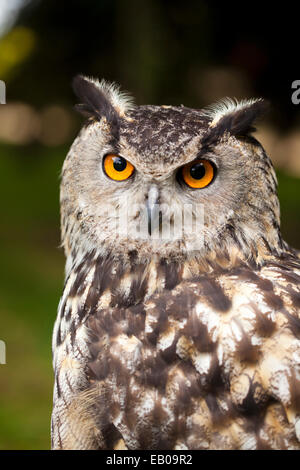 Eagle owl portrait Banque D'Images