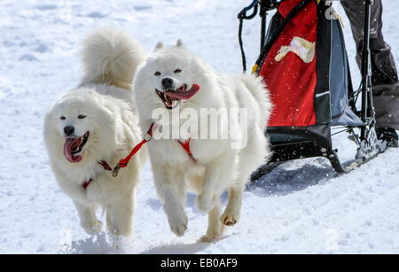 Deux samoyède chiens de traîneau de course de vitesse, Moss, Suisse Banque D'Images