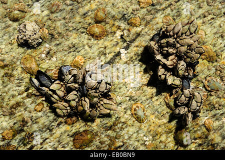 Les roches de la côte couverte de balanes et de moules d'oie. Banque D'Images