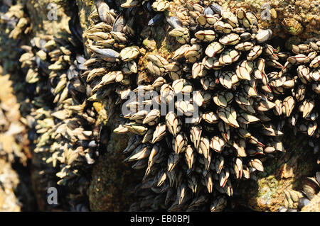 Les roches de la côte couverte de balanes et de moules d'oie. Banque D'Images