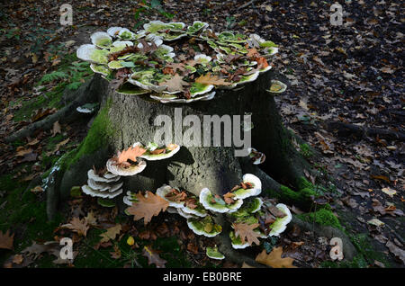 Close up de tronc d'arbre avec des champignons Banque D'Images