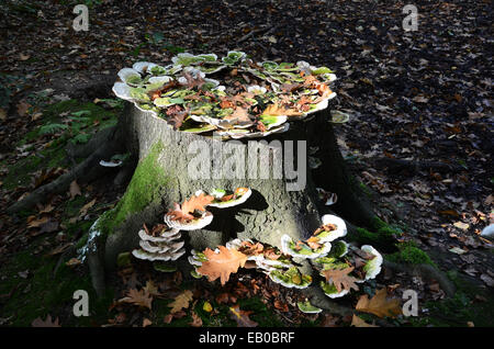 Close up de tronc d'arbre avec des champignons Banque D'Images