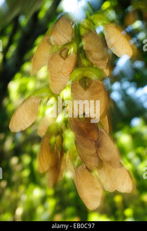 Les graines de l'érable sycomore (Acer pseudoplatanus) Banque D'Images