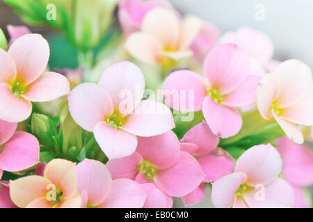 Gros plan du Kalanchoé rose fleurs Banque D'Images