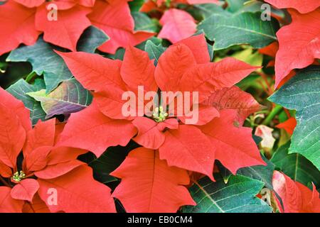 Libre de couleur rouge feuilles de poinsettia Banque D'Images