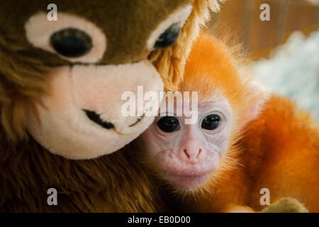 Un bébé lutung (langur de l'est de Javan) tenant une poupée primate pour réduire son niveau de stress pendant un traitement dans une installation vétérinaire à Bali, Indonésie. Banque D'Images