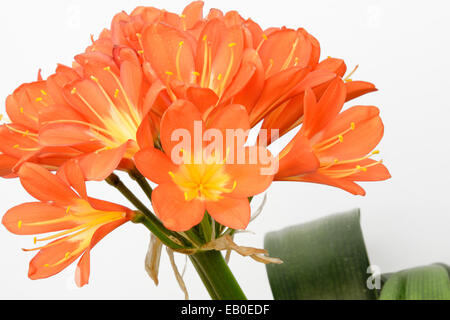 Libre de fleurs lys kaffir, isolated on white Banque D'Images