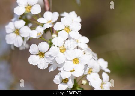 Libre de couleur blanche fleurs couronne nuptiale Banque D'Images