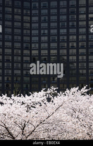 Les fleurs de cerisier coréen complet dans la ville de Séoul Banque D'Images