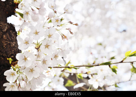 Gros plan du Korean cerisiers en fleurs Banque D'Images