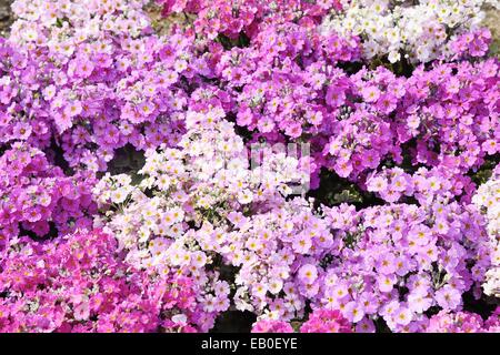 Close up de nombreuses fleurs Phlox subulata Banque D'Images