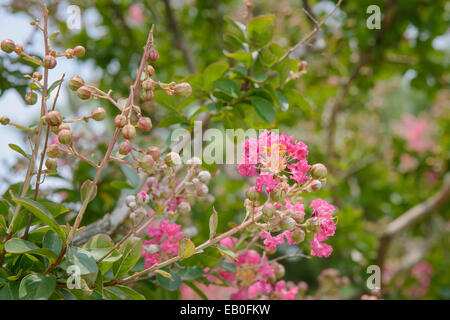 Close-up of pink Lagerstroemia indica flowrs dans l'air extérieur Banque D'Images